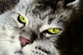 Silver tabby maine coon. Close-up cat face with green eyes Royalty Free Stock Photo