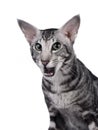 Silver tabby Oriental Shorthair cat on white background Royalty Free Stock Photo