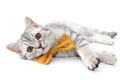 Silver tabby Scottish cat with golden bow tie