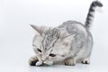 Silver tabby Scottish kitten playing