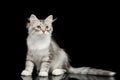 Silver Siberian kitten on isolated black background Royalty Free Stock Photo