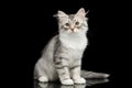 Silver Siberian kitten on isolated black background Royalty Free Stock Photo