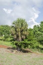 Silver Thatch Palm Embrasd by Almond Tree Royalty Free Stock Photo