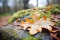silver thaw on oak leaf lying on stony trail