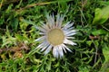 Silver thistle bloom in grass, summer season nature in detail