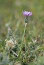 Silver Thistle