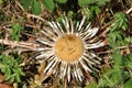 Silver Thistle (Carlina acaulis) Royalty Free Stock Photo