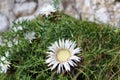 Silver thistle (Carlina acaulis)