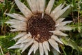 Silver thistle in full beauty