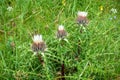 silver thistle in nature