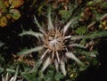 Silver thistles on the meadow