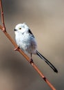 The Silver-throated Bushtit