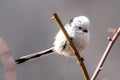 The Silver-throated Bushtit