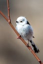 The Silver-throated Bushtit