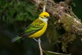 Silver-throated Tanager in Costa Rica