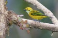 Silver-throated Tanager 842411