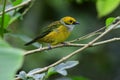 Silver-throated Tanager Tangara icterocephala