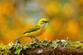 Silver-throated tanager Tangara icterocephala sitting on a branch