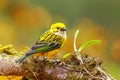 Silver-throated tanager Tangara icterocephala sitting on a branch