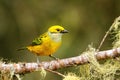 Silver-throated tanager Tangara icterocephala sitting on a branch