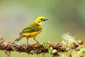 Silver-throated tanager Tangara icterocephala sitting on a branch