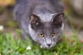 Focused, silver-ticked grey one year old cat, hunting