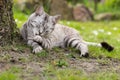 Silver tigrated cat cleansing Royalty Free Stock Photo