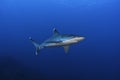 Silvertip shark in the blue Royalty Free Stock Photo