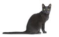 Silver tipped blue adult Korat cat, isolated on white background Royalty Free Stock Photo