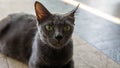 Silver tipped blue adult Korat cat laying down on the street and looking straight at camera with green eyes. Royalty Free Stock Photo