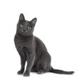 Silver tipped blue adult Korat cat, isolated on white background