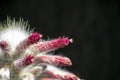 Silver torch cactus cleistocactus strausii Royalty Free Stock Photo