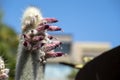 Silver torch cactus cleistocactus strausii