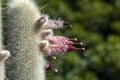 Silver torch cactus cleistocactus strausii stalk with pink flowers