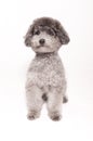 Silver toy poodle portrait Royalty Free Stock Photo