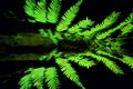 Silver tree fern Royalty Free Stock Photo