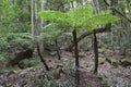 Silver tree-fern grows in the rainforest of Jamison Valley at th Royalty Free Stock Photo