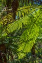 Silver tree fern in New Zealand Royalty Free Stock Photo