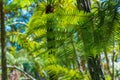 Silver tree fern in New Zealand Royalty Free Stock Photo