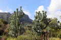 Silver tree - Leucadendron argenteum Royalty Free Stock Photo