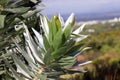 Silver tree - Leucadendron argenteum Royalty Free Stock Photo