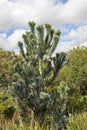 Silver tree - Leucadendron argenteum Royalty Free Stock Photo