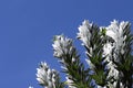 Silver tree - Leucadendron argenteum Royalty Free Stock Photo