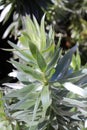 Silver tree - Leucadendron argenteum Royalty Free Stock Photo