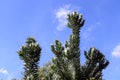 Silver tree - Leucadendron argenteum Royalty Free Stock Photo