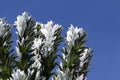 Silver tree - Leucadendron argenteum Royalty Free Stock Photo