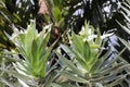 Silver tree - Leucadendron argenteum Royalty Free Stock Photo