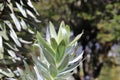 Silver tree - Leucadendron argenteum Royalty Free Stock Photo