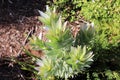 Silver tree - Leucadendron argenteum Royalty Free Stock Photo