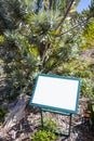 Silver tree Leucadendron argenteum, green turquoise empty blank sign, Kirstenbosch Royalty Free Stock Photo